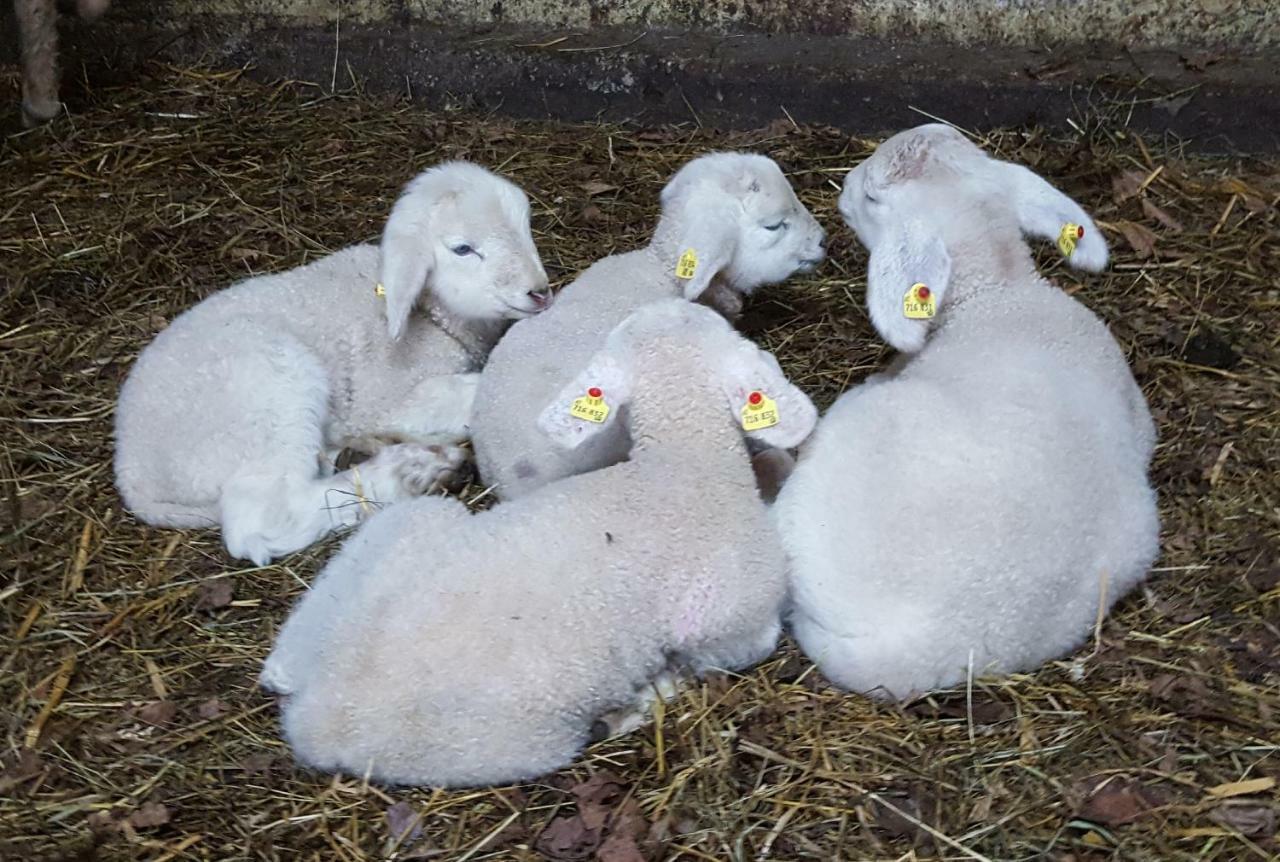 Oberseebachhof Scheffau am Wilden Kaiser Zewnętrze zdjęcie